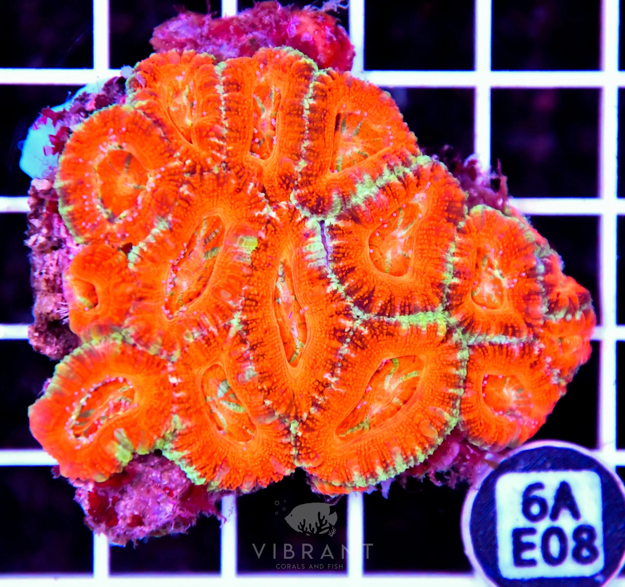 Acan Lord AUS