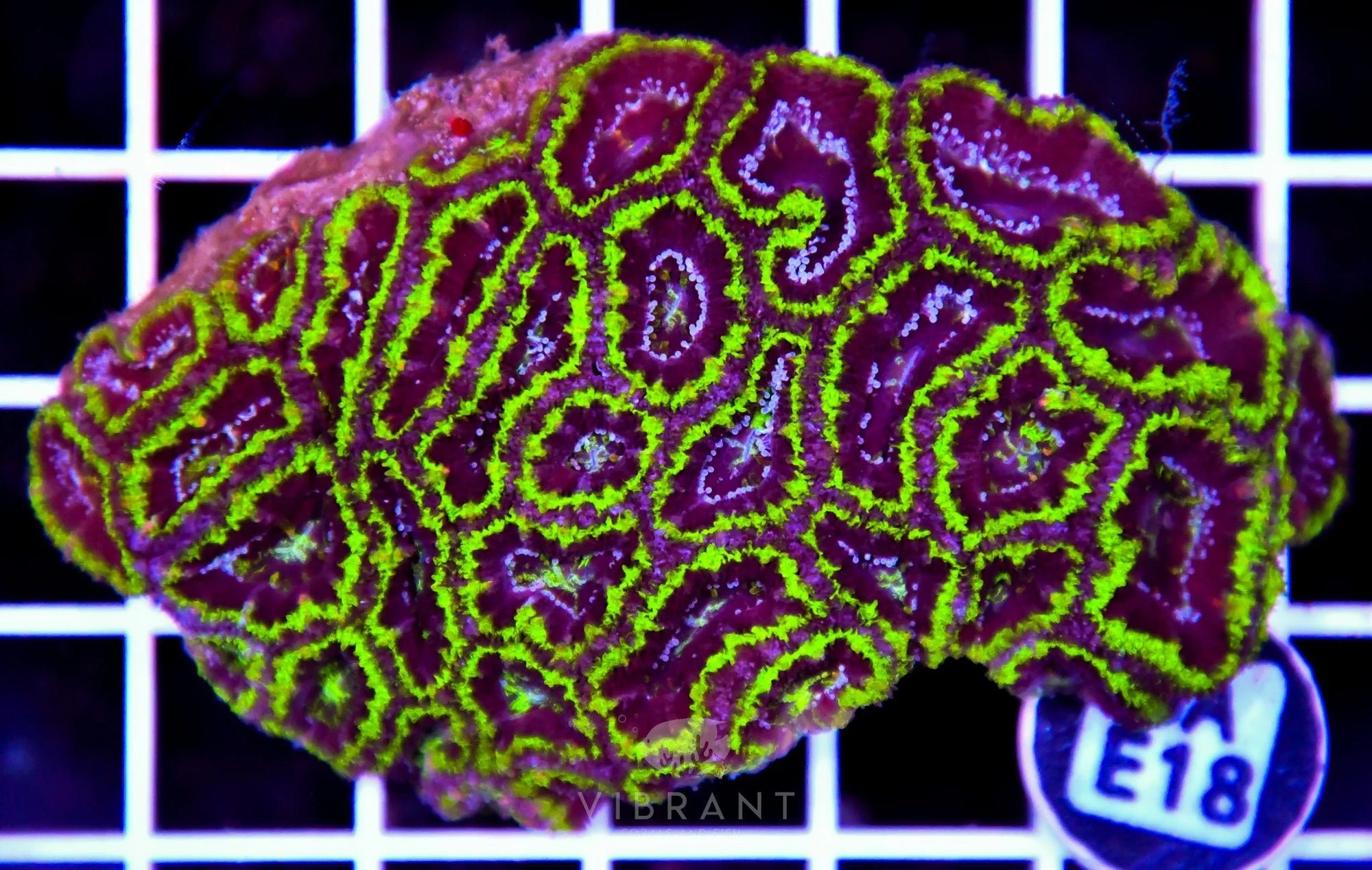 Acan Lord AUS