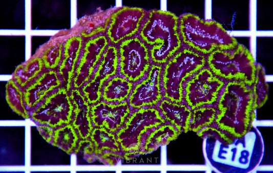 Acan Lord AUS
