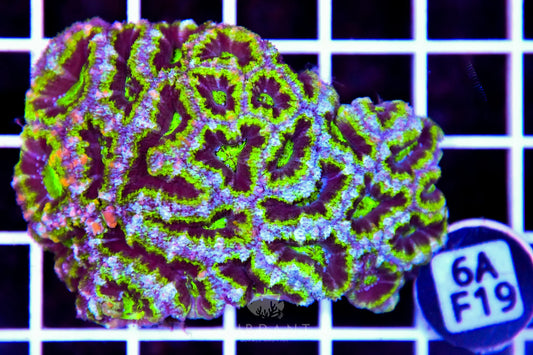 Acan Lord AUS