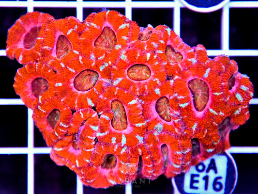 Acan Lord AUS