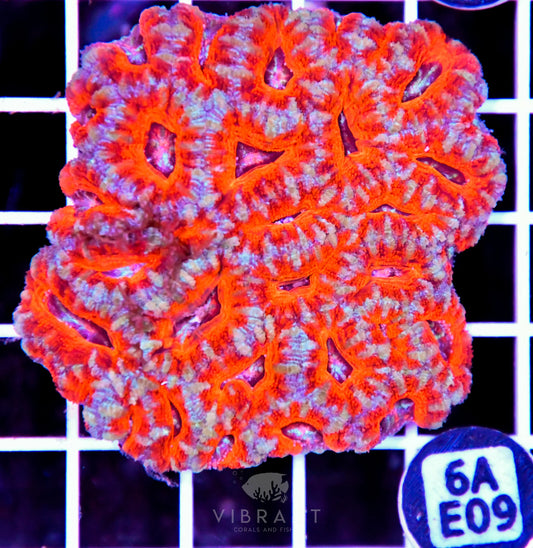 Acan Lord AUS