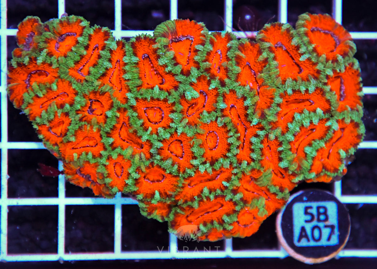 Acan Lord AUS