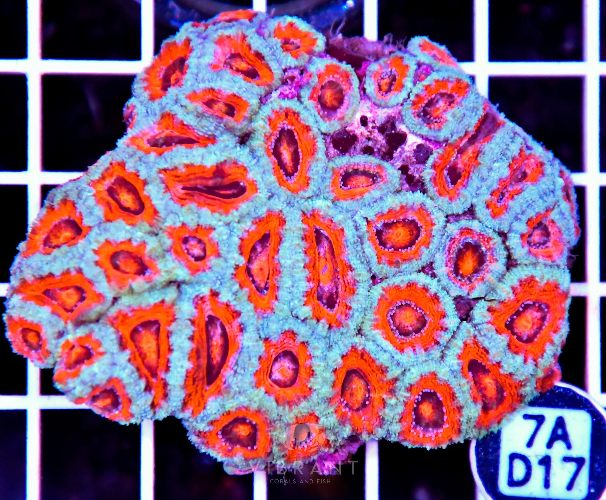 Acan Lord AUS