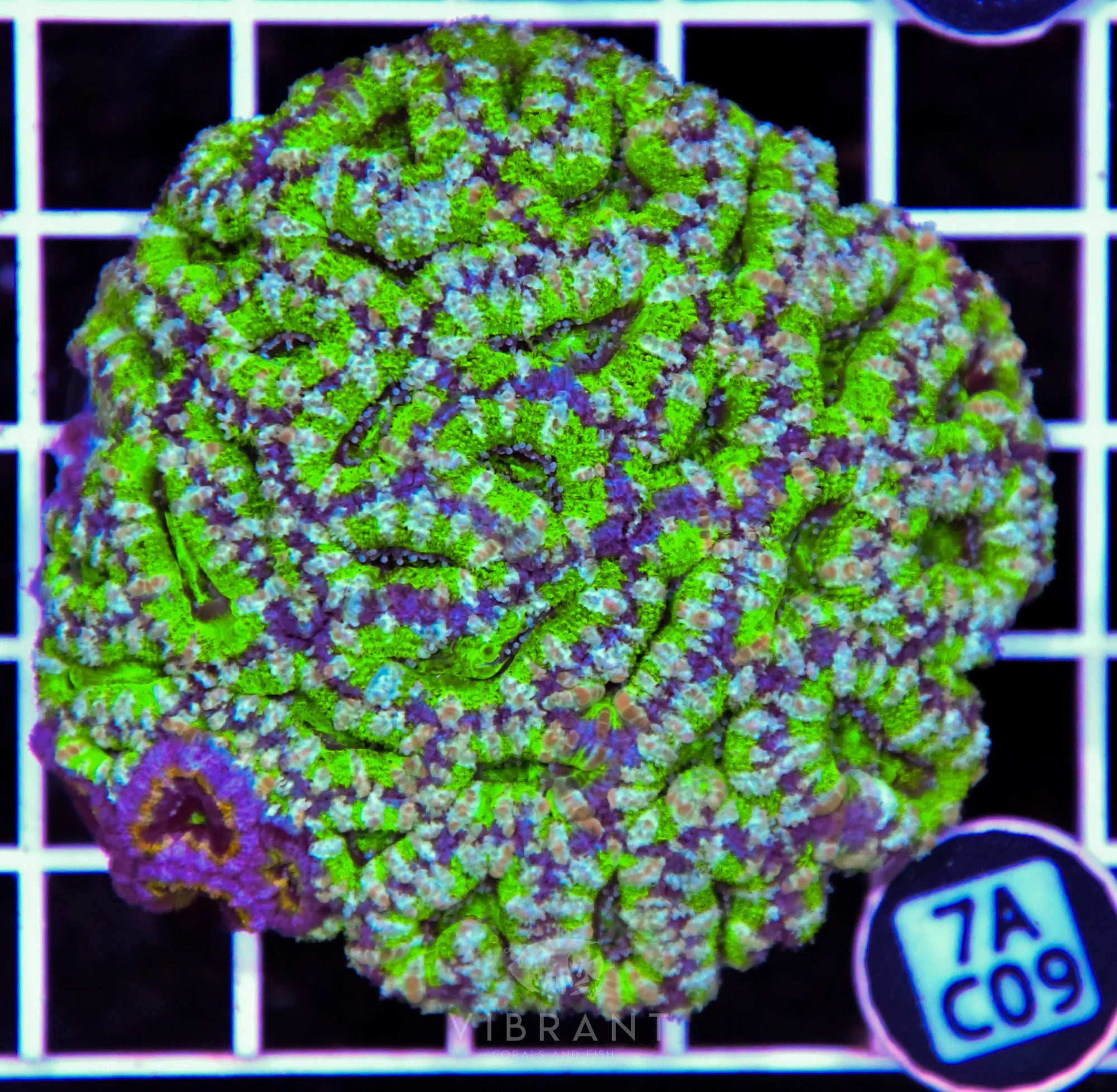 Acan Lord AUS