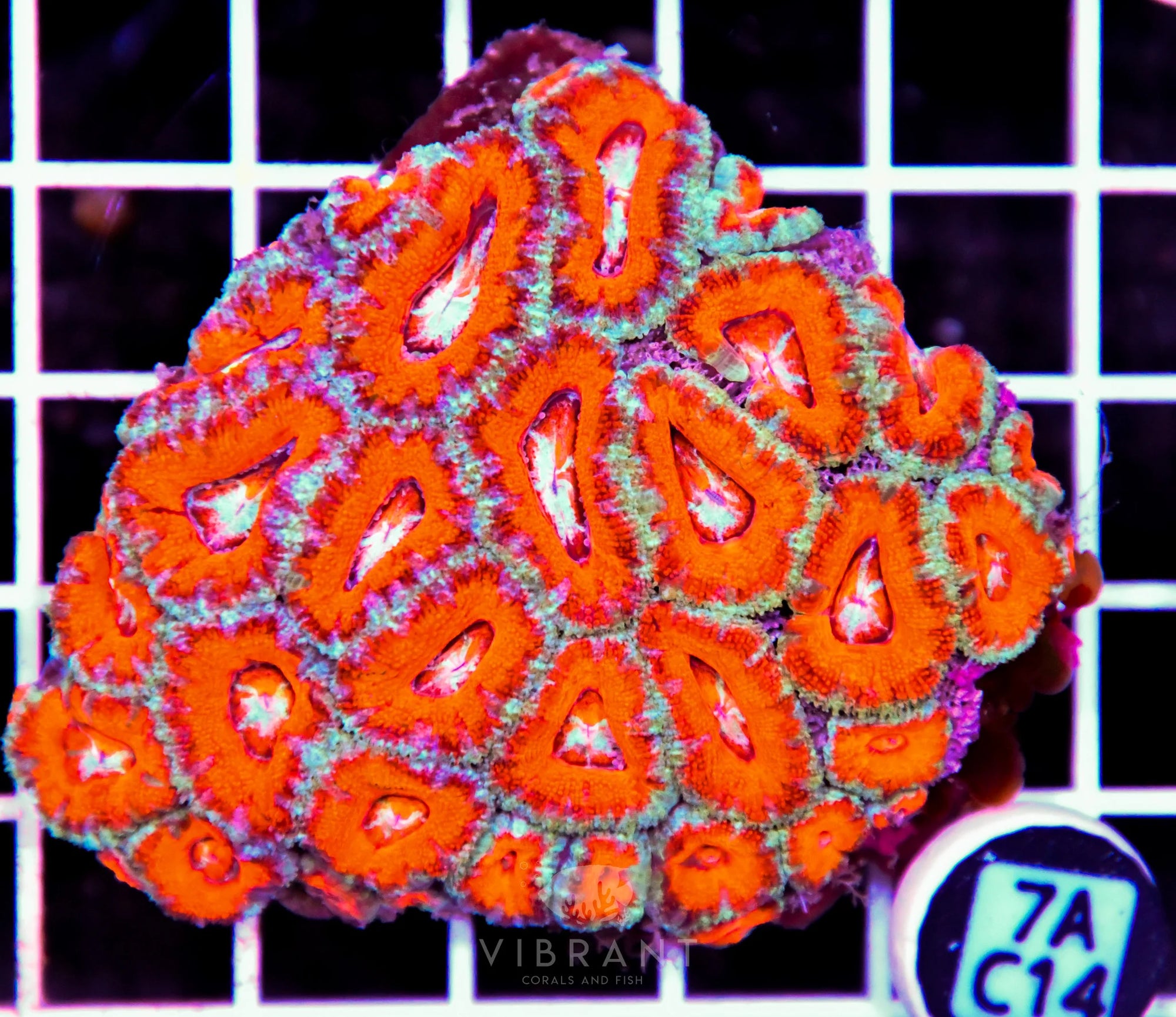 Acan Lord AUS