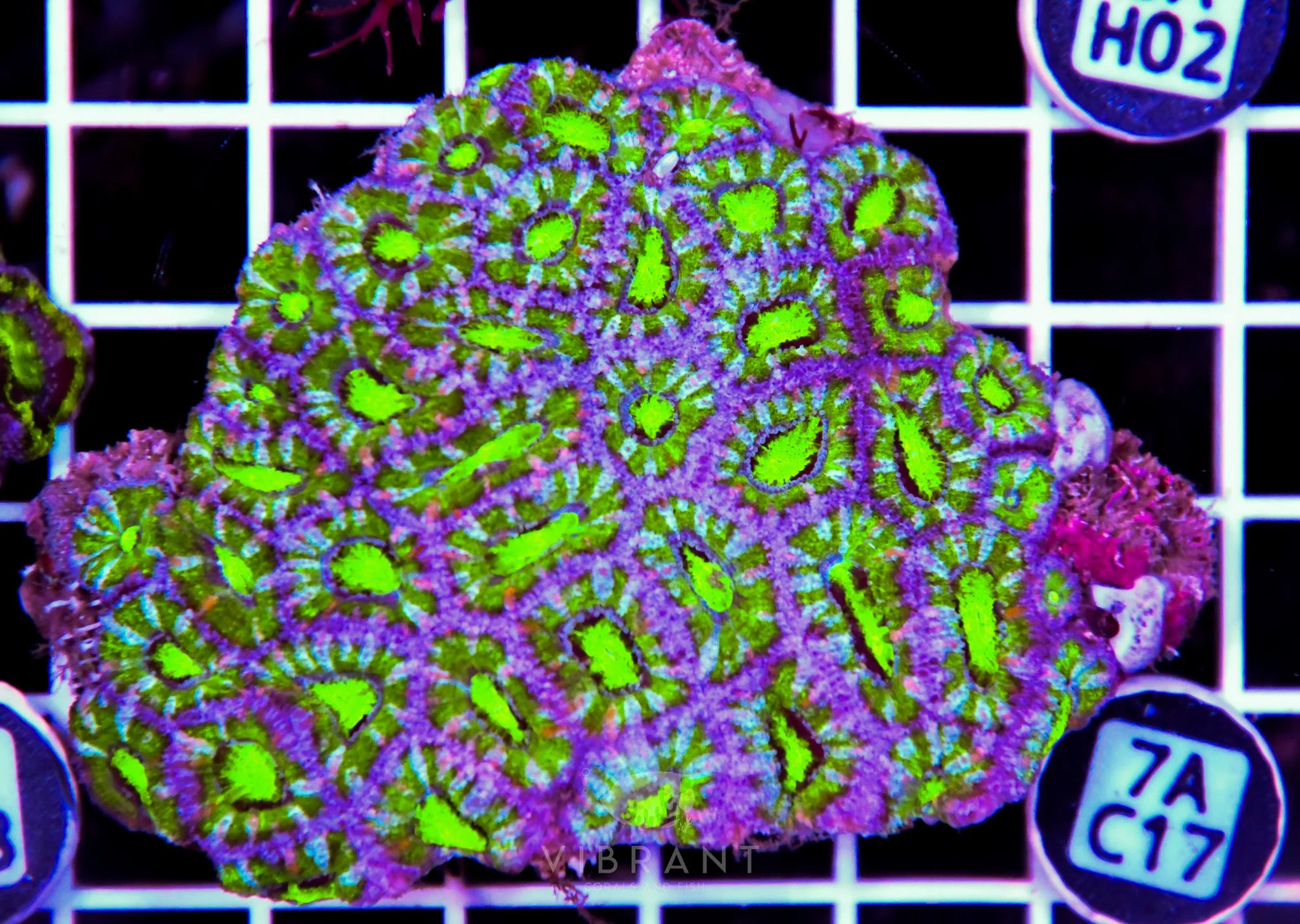 Acan Lord AUS