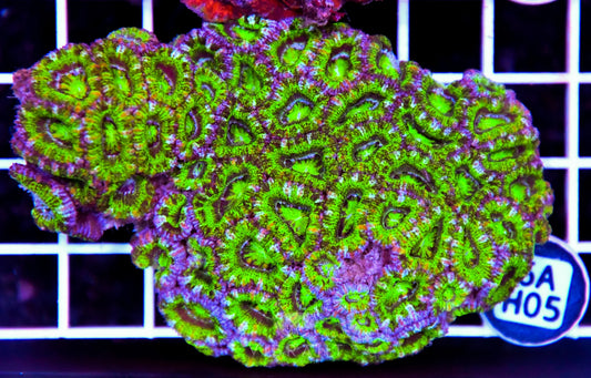 Acan Lord AUS
