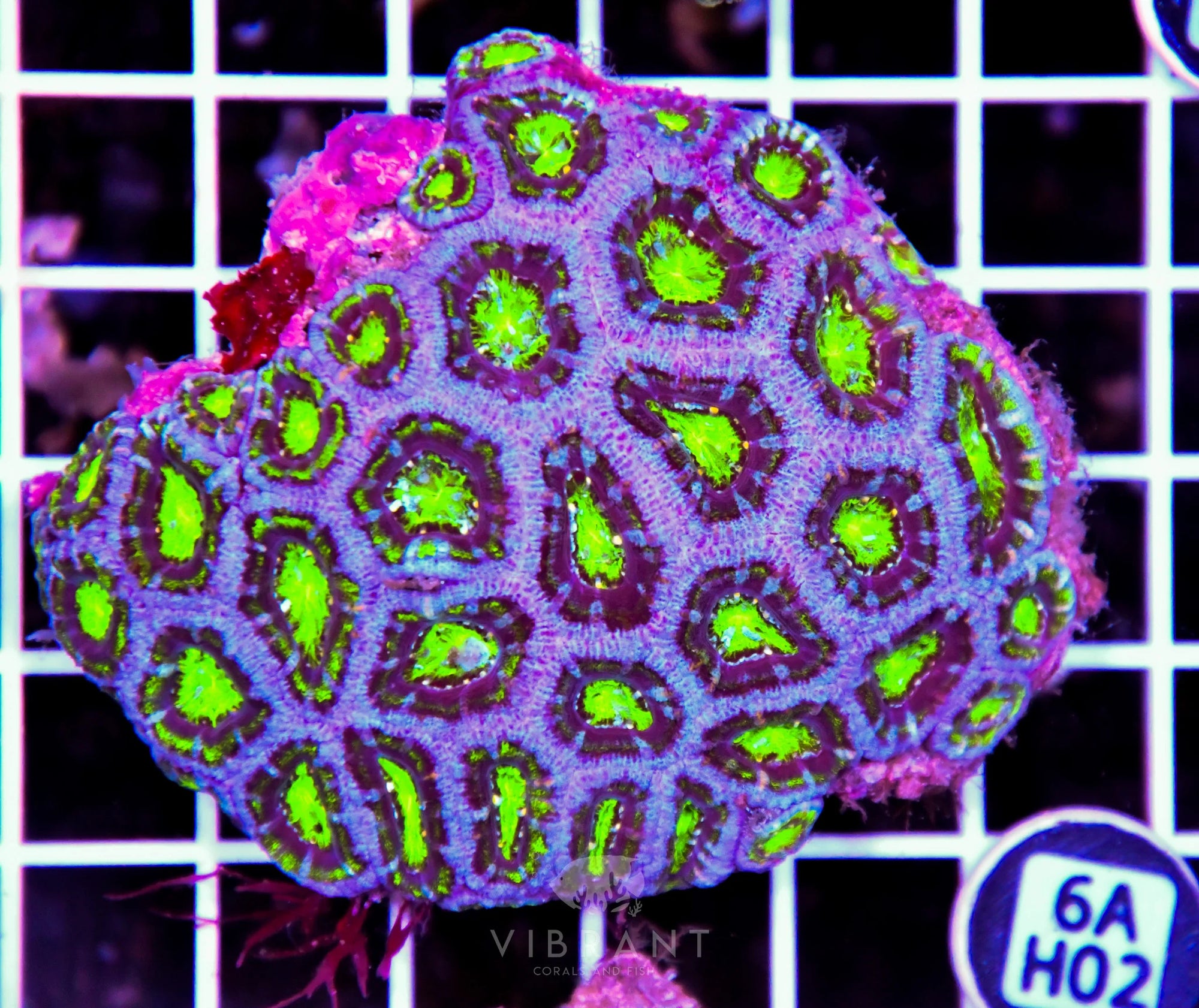 Acan Lord AUS
