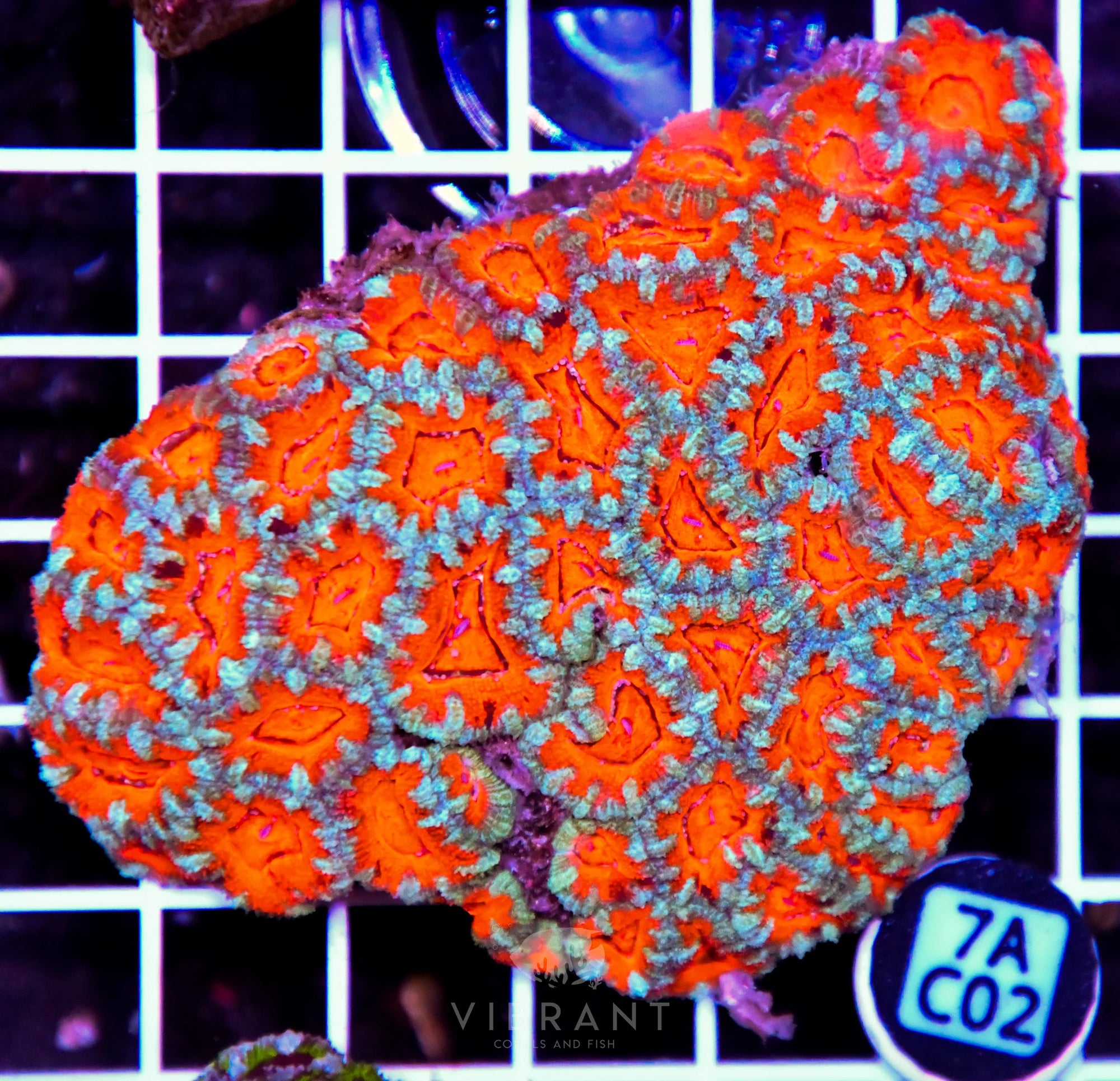 Acan Lord AUS