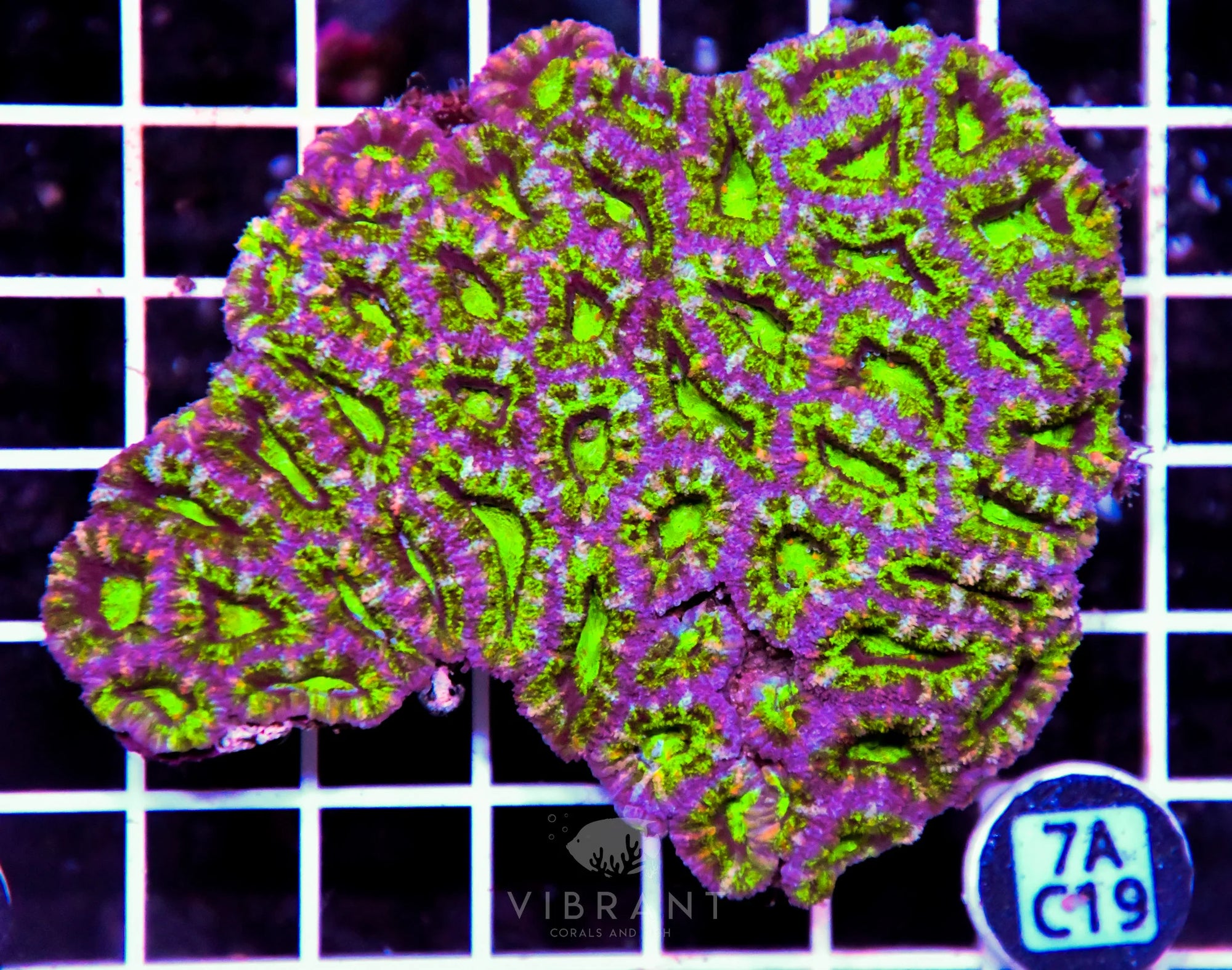 Acan Lord AUS