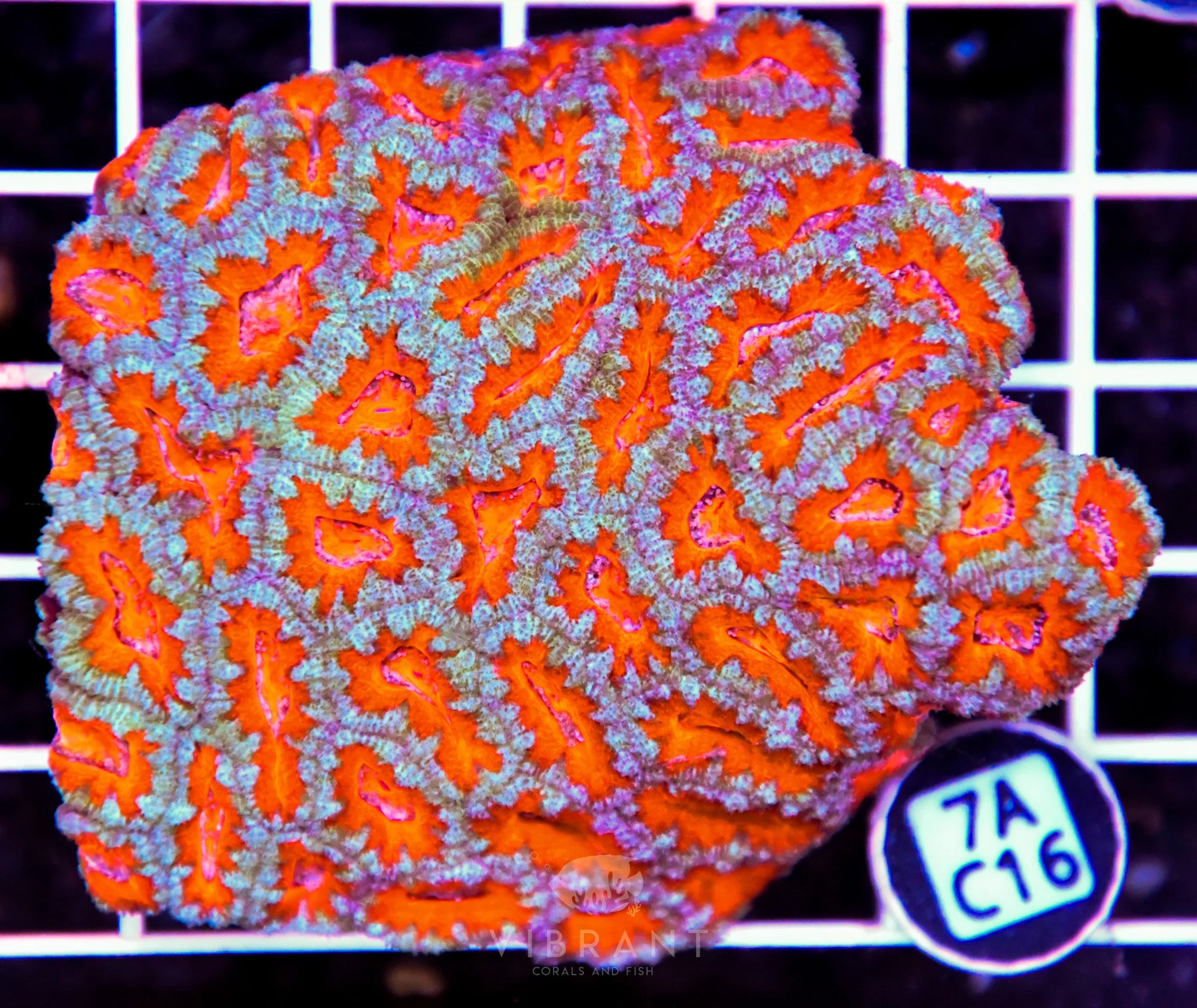 Acan Lord AUS