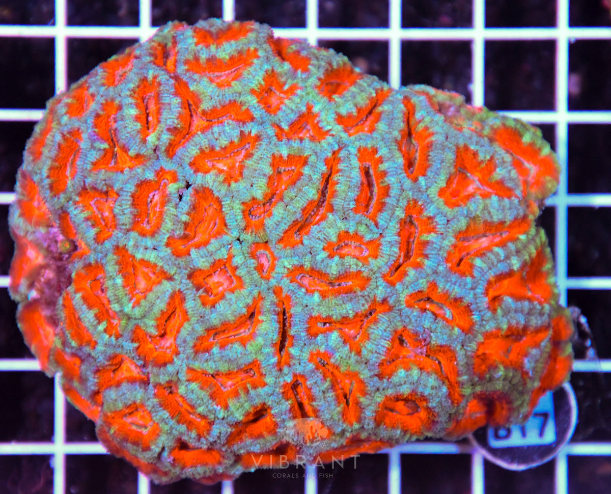 Acan Lord AUS