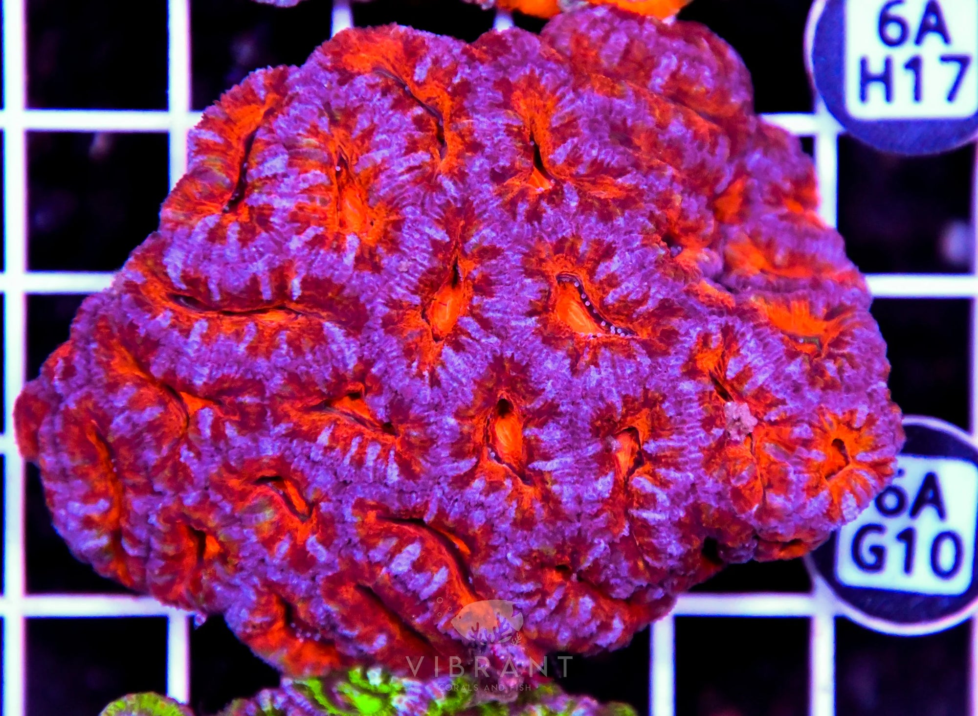 Acan Lord AUS