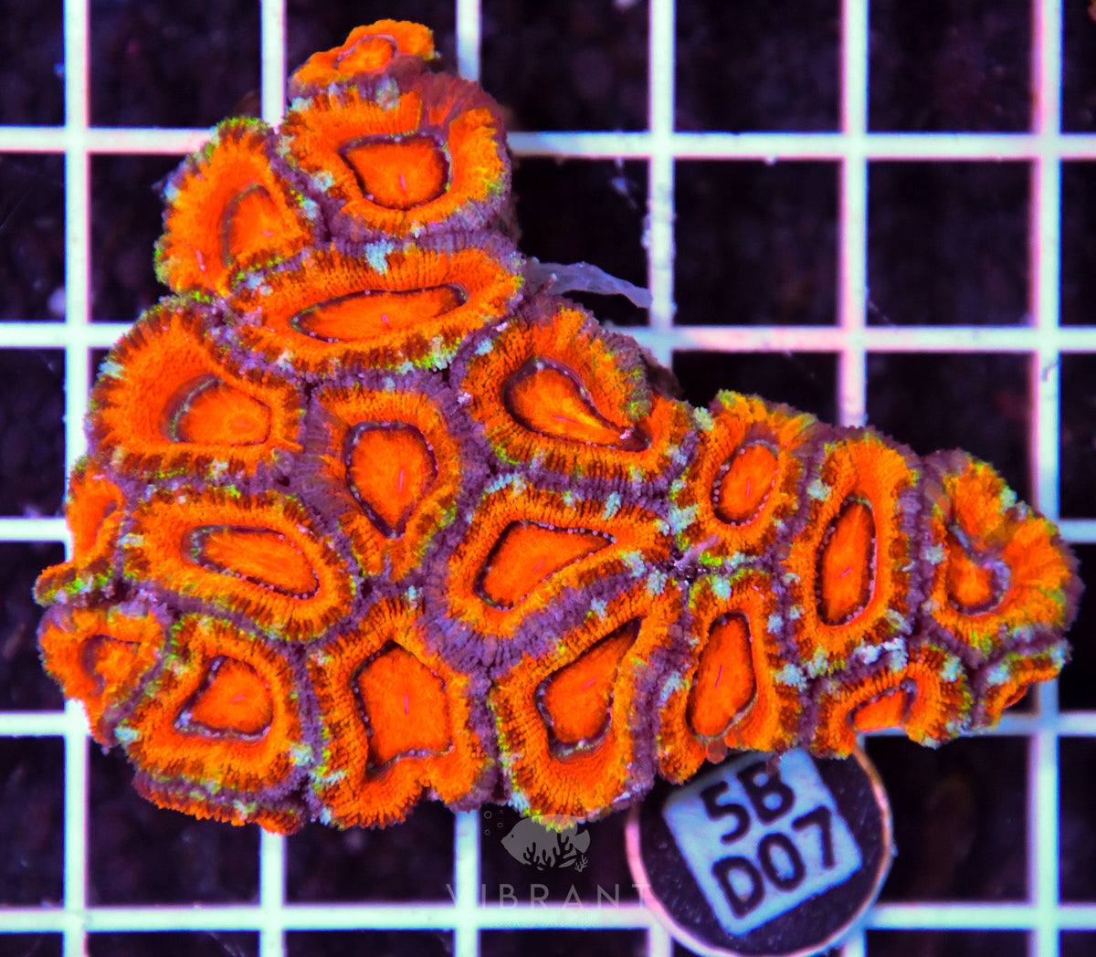 Acan Lord AUS