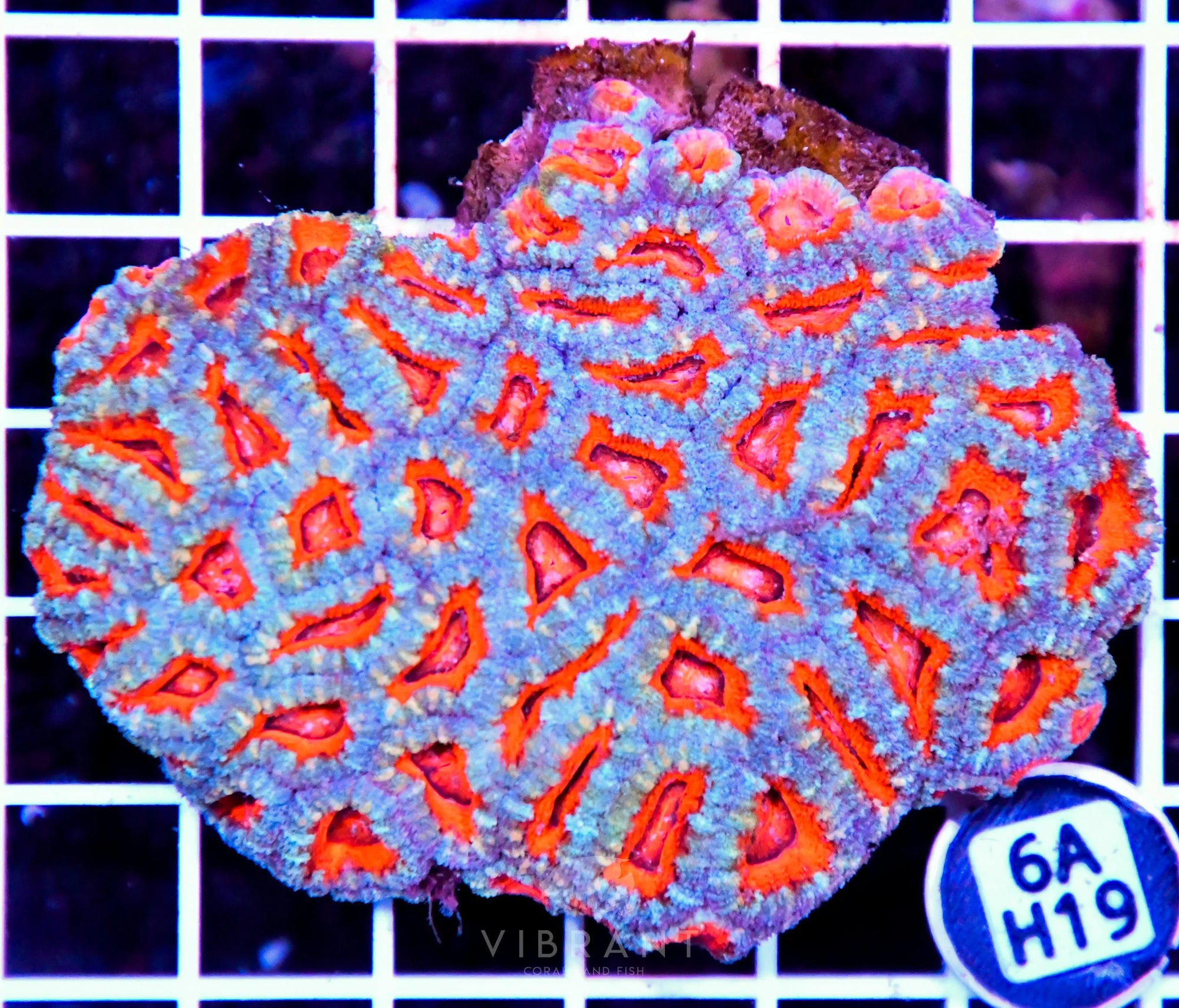 Acan Lord AUS