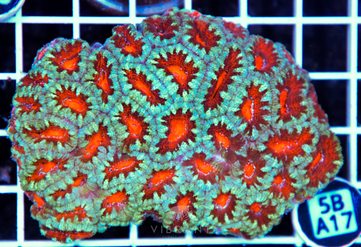 Acan Lord AUS