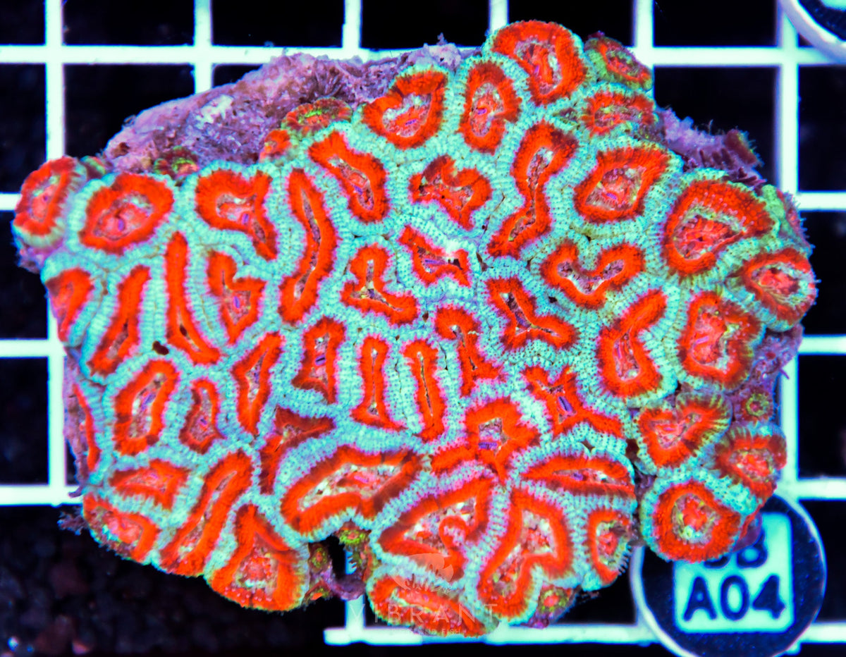 Acan Lord AUS