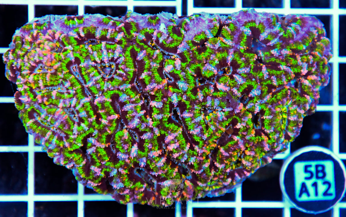 Acan Lord AUS