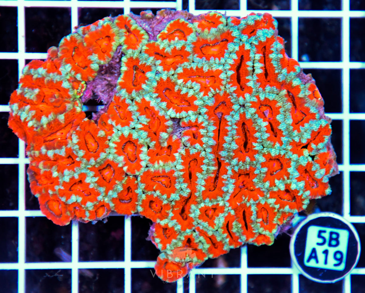 Acan Lord AUS