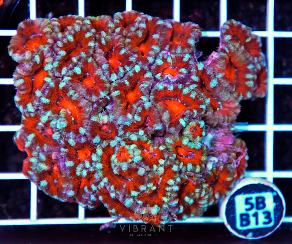 Acan Lord AUS