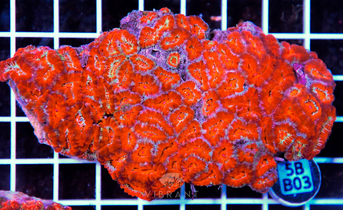 Acan Lord AUS