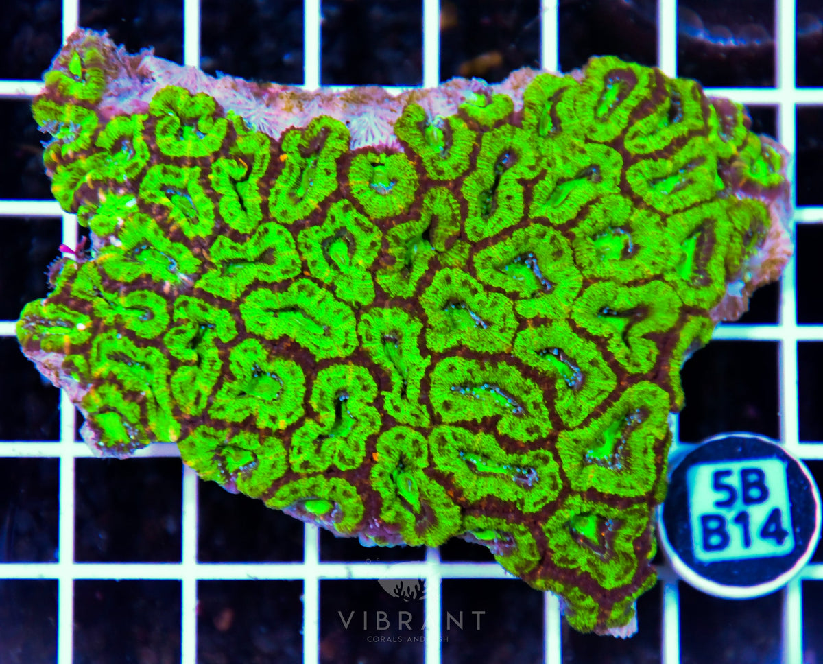 Acan Lord AUS