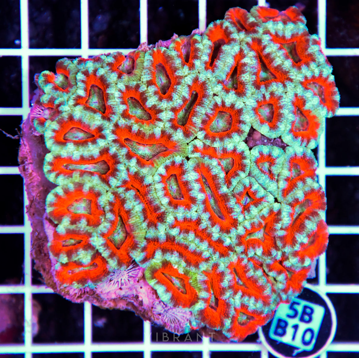 Acan Lord AUS