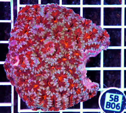 Acan Lord AUS