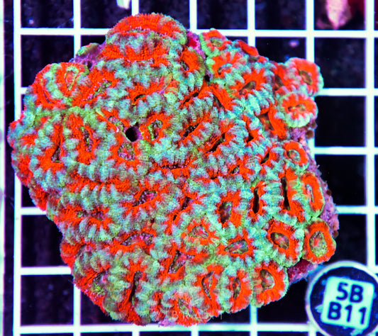 Acan Lord AUS