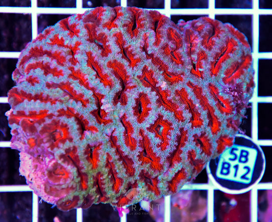 Acan Lord AUS