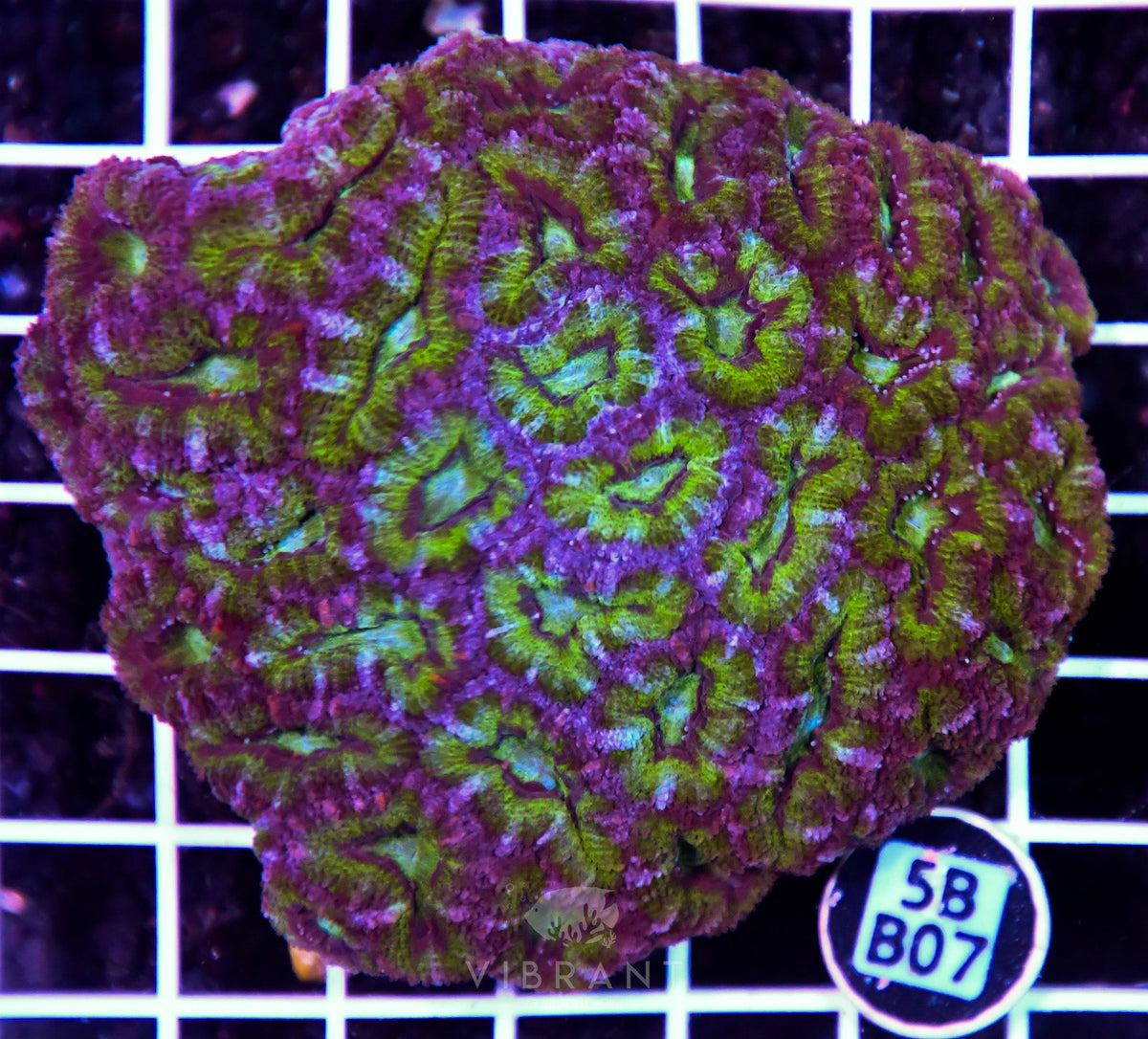 Acan Lord AUS