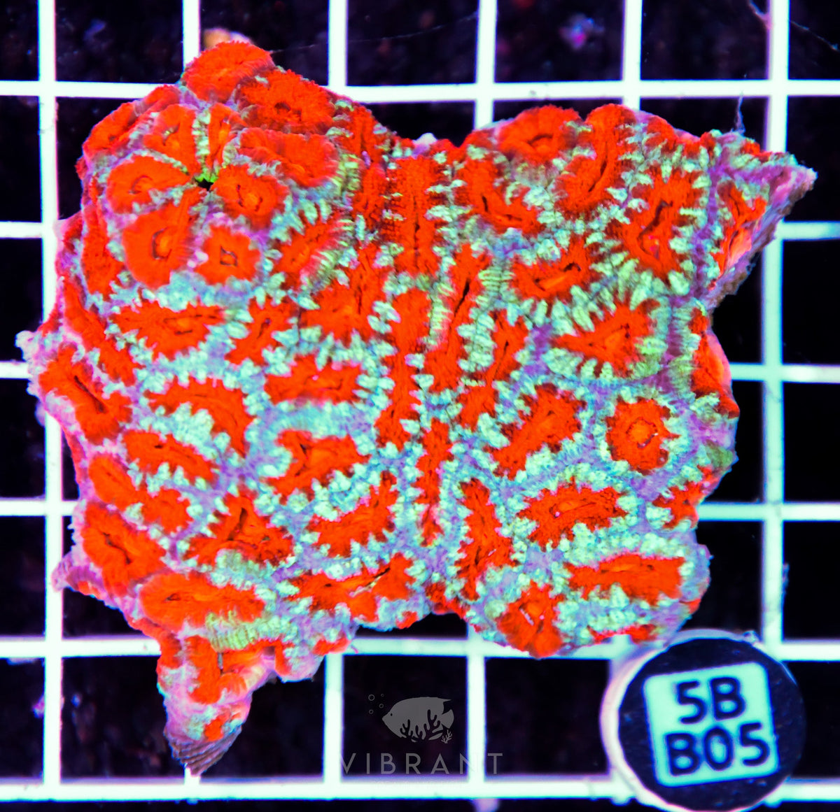 Acan Lord AUS