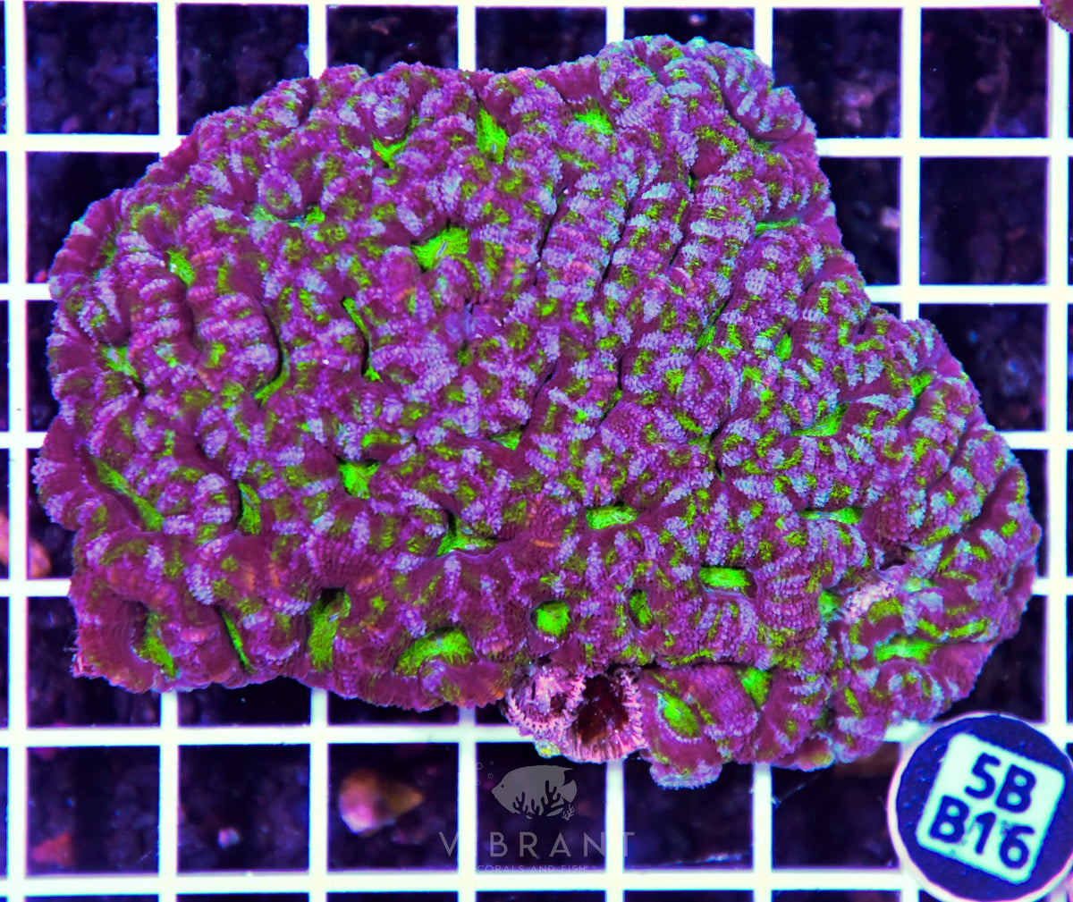 Acan Lord AUS