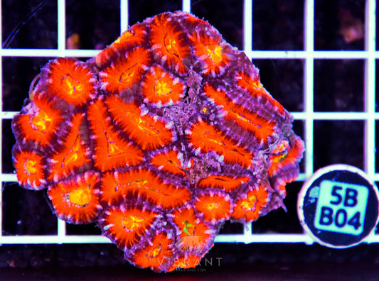 Acan Lord AUS