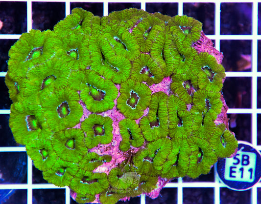 Acan Lord AUS