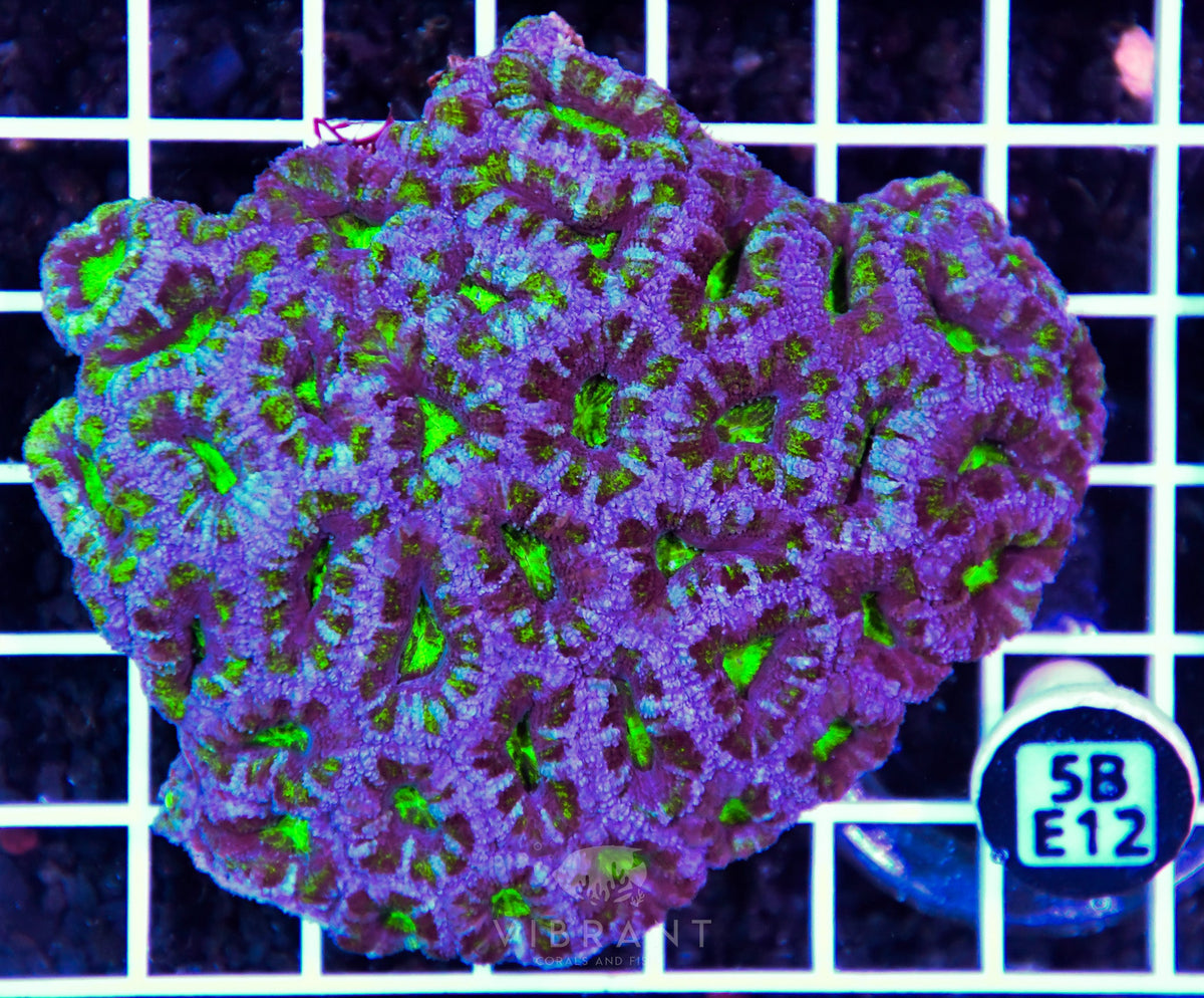 Acan Lord AUS