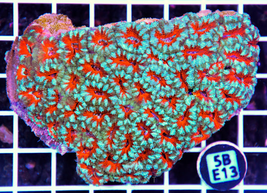 Acan Lord AUS