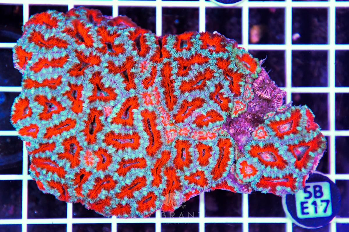 Acan Lord AUS