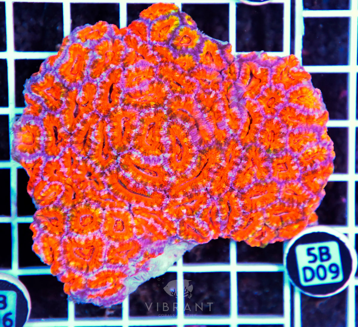 Acan Lord AUS