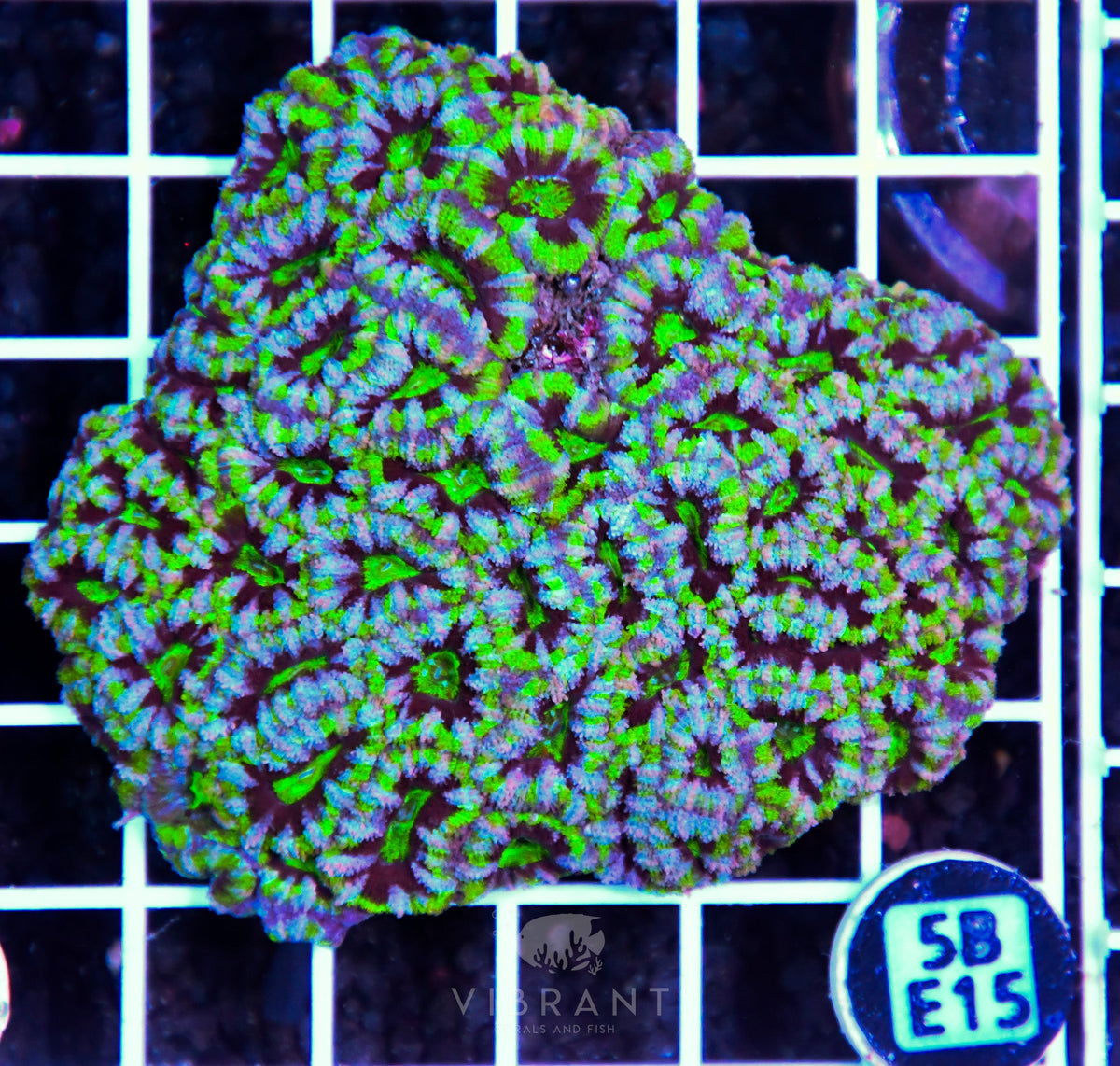 Acan Lord AUS