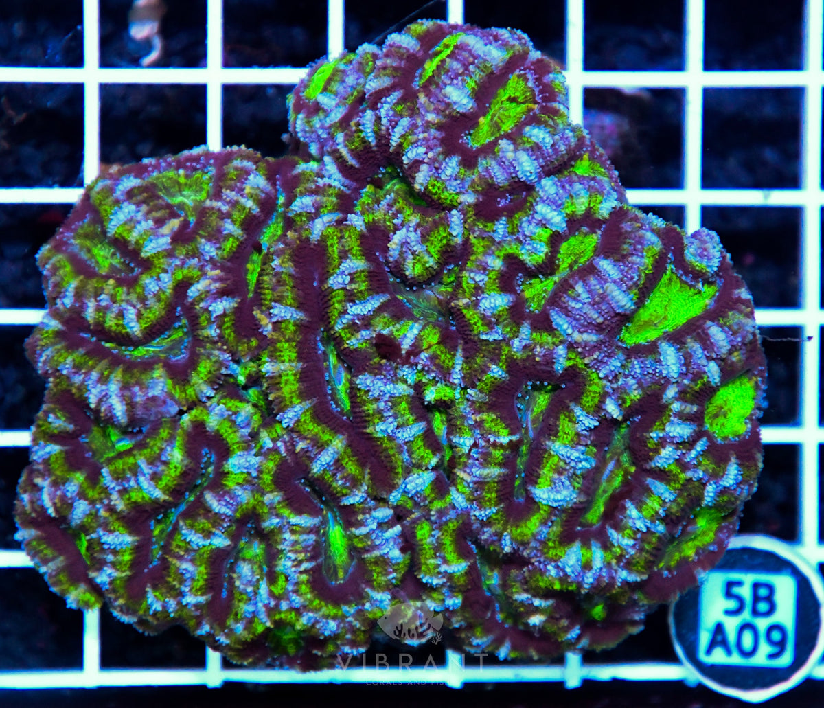 Acan Lord AUS
