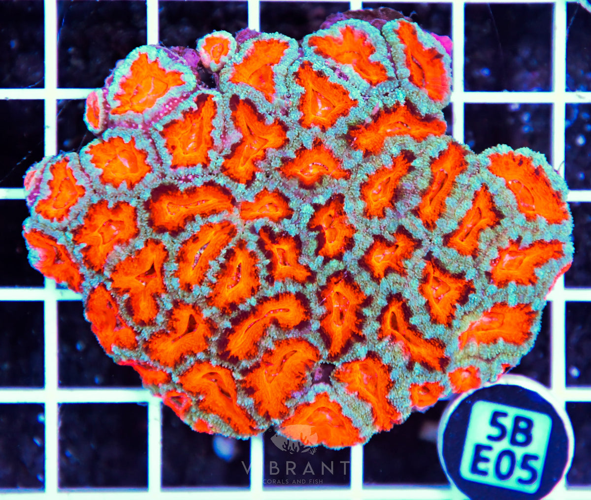 Acan Lord AUS