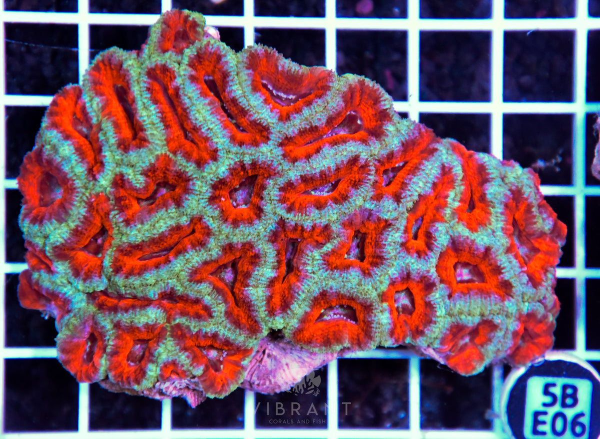 Acan Lord AUS