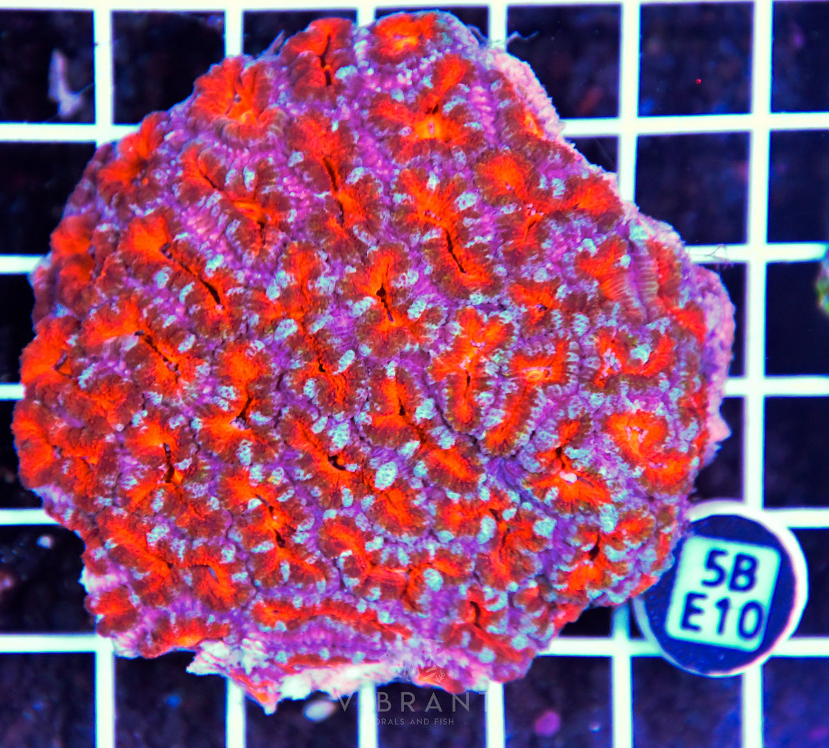 Acan Lord AUS