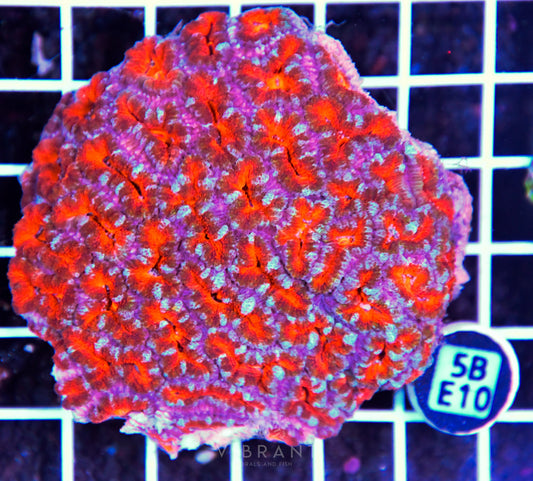 Acan Lord AUS