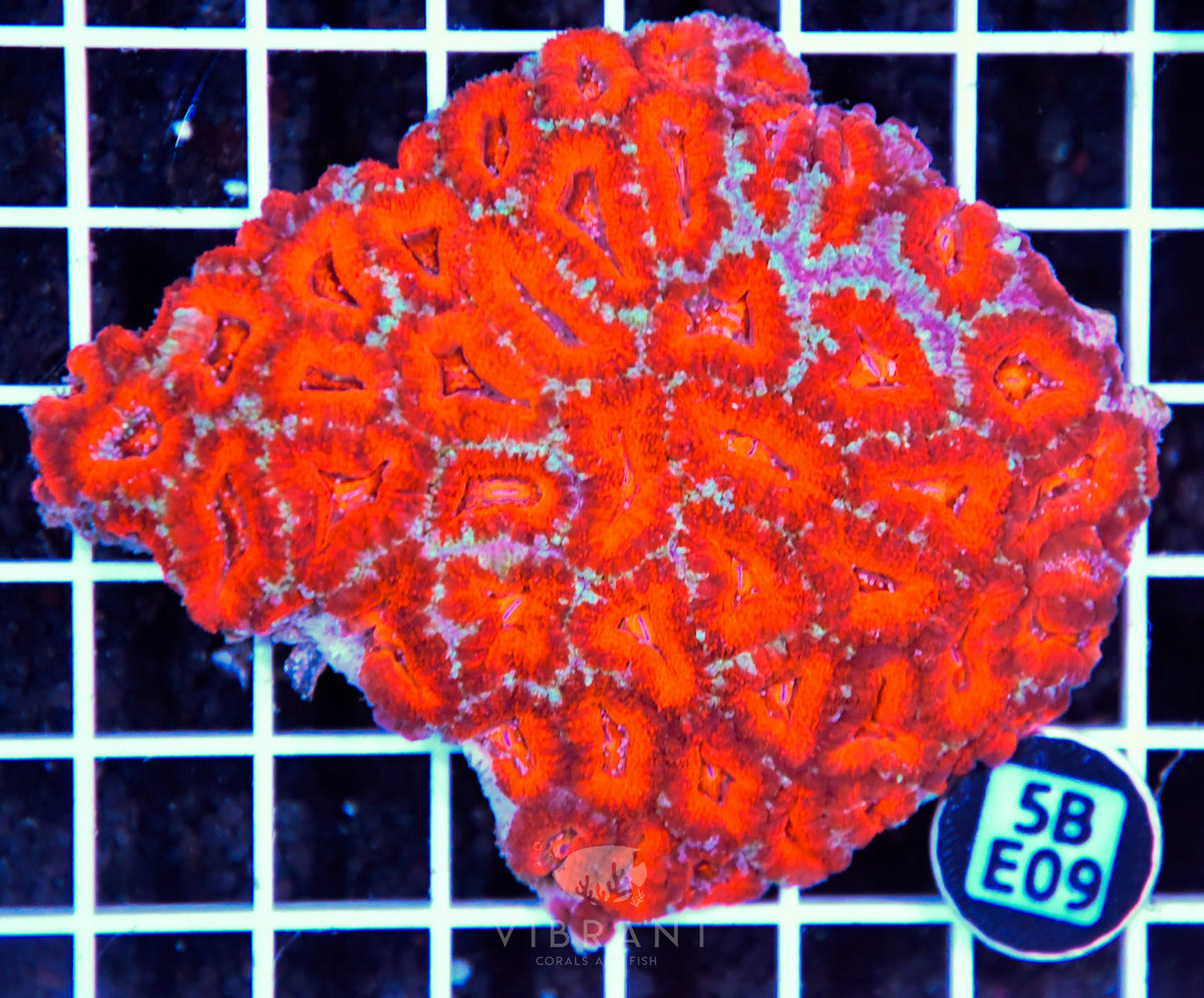 Acan Lord AUS