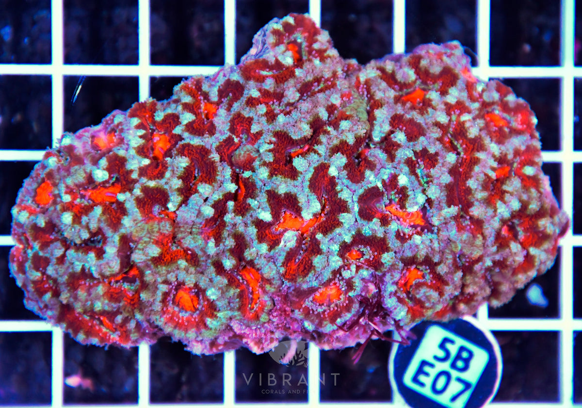 Acan Lord AUS