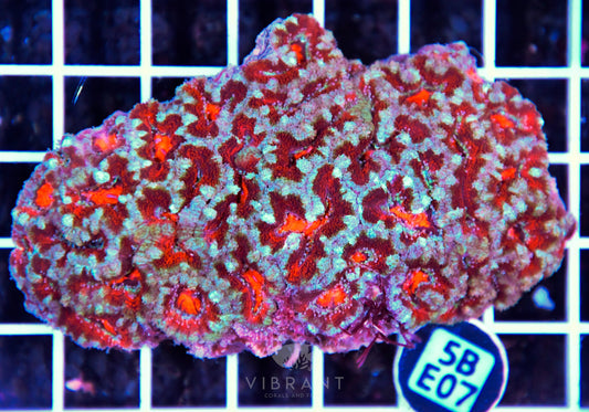 Acan Lord AUS
