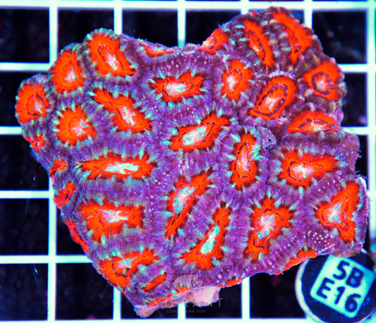 Acan Lord AUS